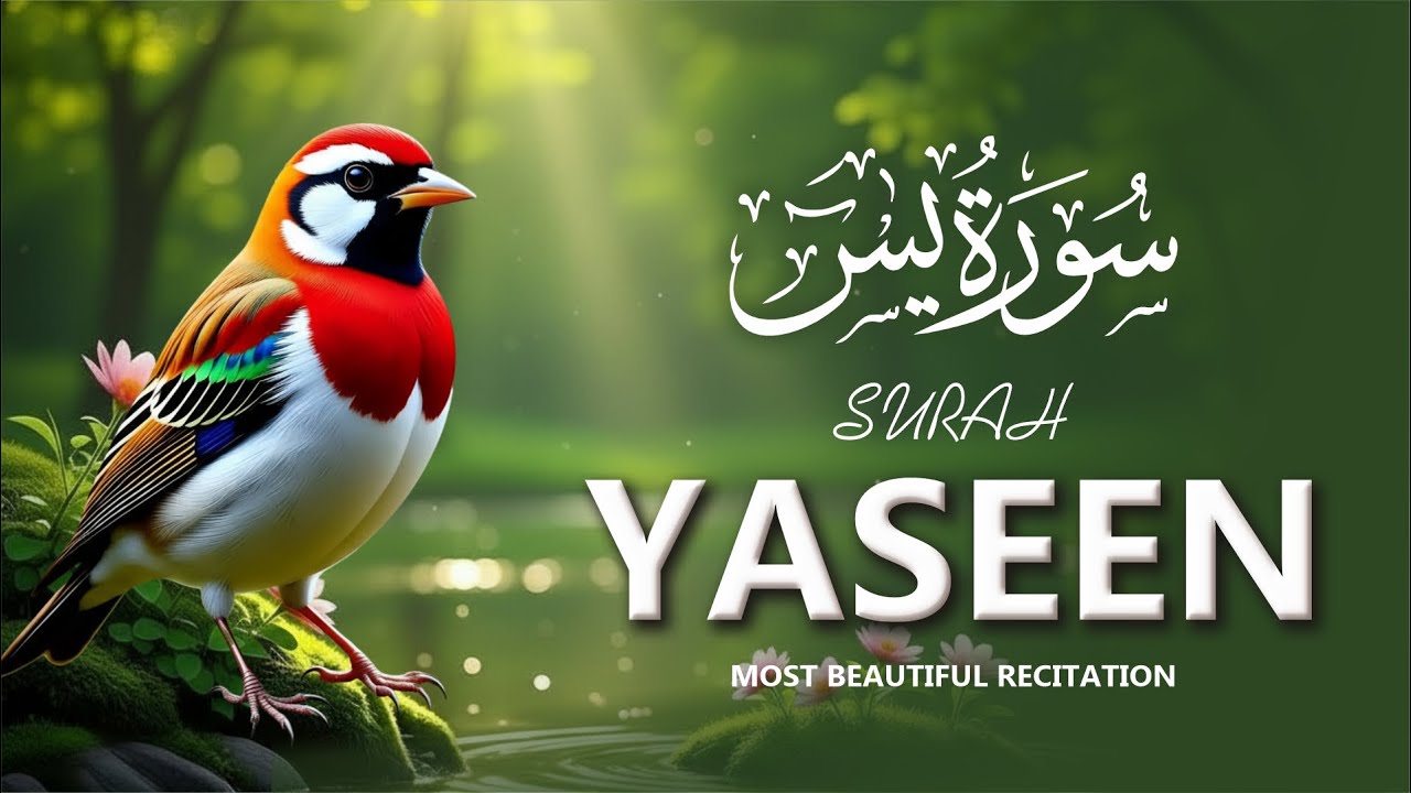 Most Beautiful Surah Yaseen (سورة يس) | Heart-Soothing Quran Recitation | Relaxtimerhd
