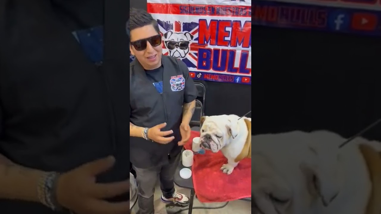 Arreglo para show bulldog, con Héctor Bolaños