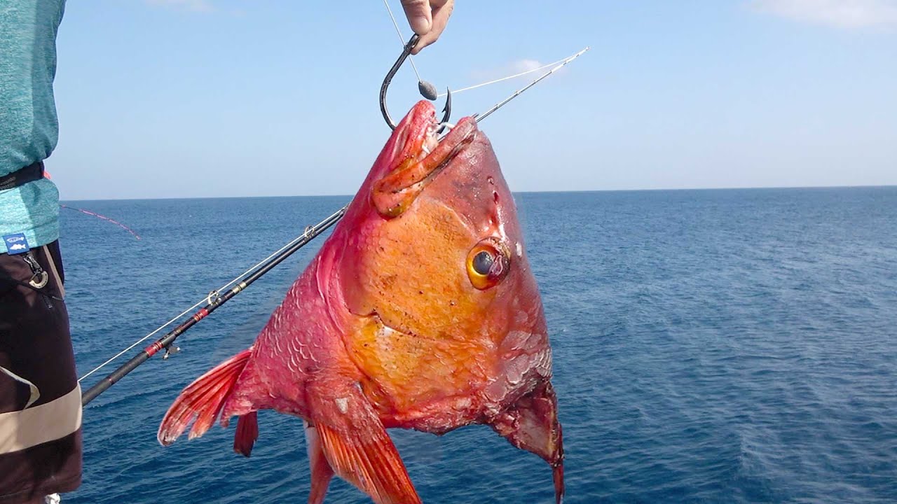 巨大魚の頭で竿を折る巨大魚を呼ぶ【喜界島遠征#4】