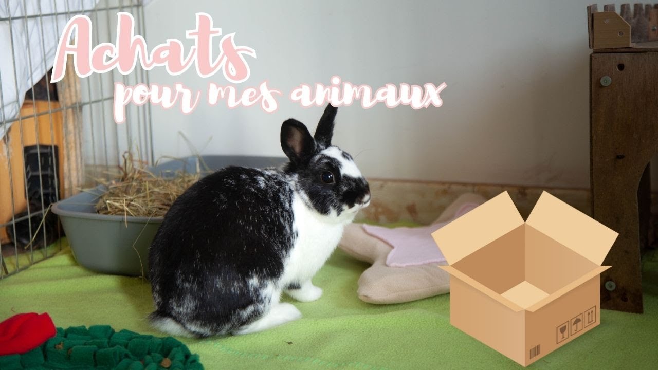 Haul : Achat pour mes animaux ( zoomalia, zoonac, pacha, noz ...)