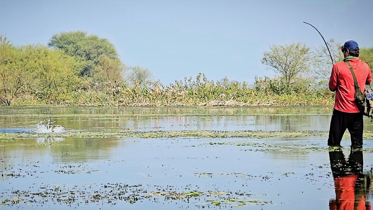 Amazing fishing video || snakehead & murrel hunting || frog fishing