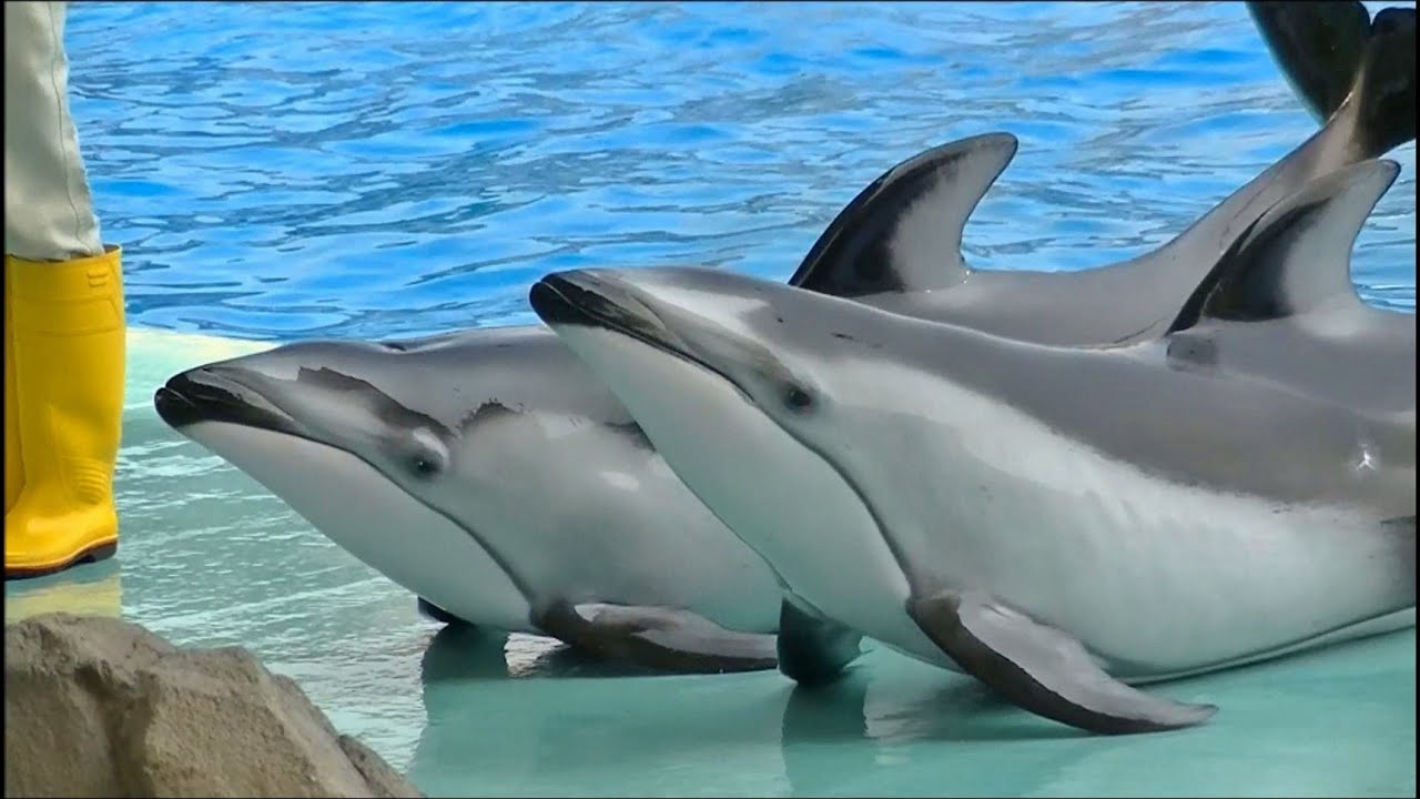 【ノーカット】イルカのパフォーマンスショー / 名古屋港水族館【イルカが観客に水をかけます←５分４０秒】