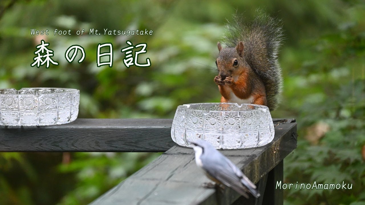 リスが来た/黒スズメバチの襲撃/紅玉のアップルパイ/9km散歩する