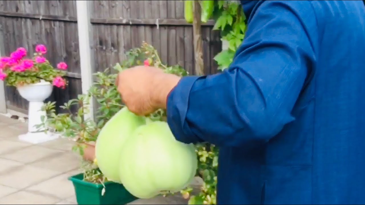 Shoker #bagan 2019/ Piking fresh Organic #vegetables from our #garden//#lau, bottle #gourd, #khodu