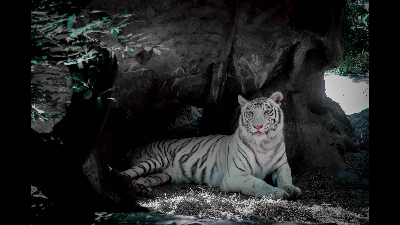 Henry Doorly Zoo 4k!!