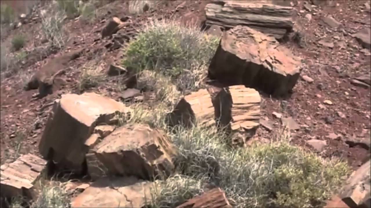 320 Acres of Land for sale in AZ bordering Petrified Forest