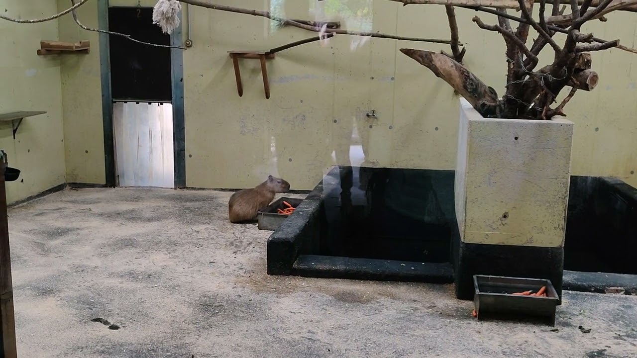 S&uuml;damerika Haus Tierpark Zoo Herberstein Steiermark &Ouml;sterreich