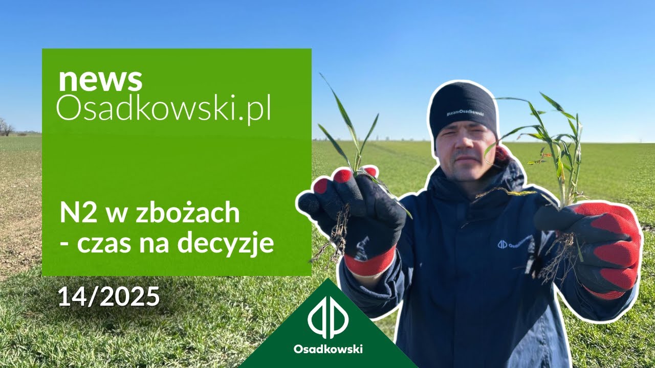 Druga dawka azotu w pszenicy - termin, forma i ilość nawozu