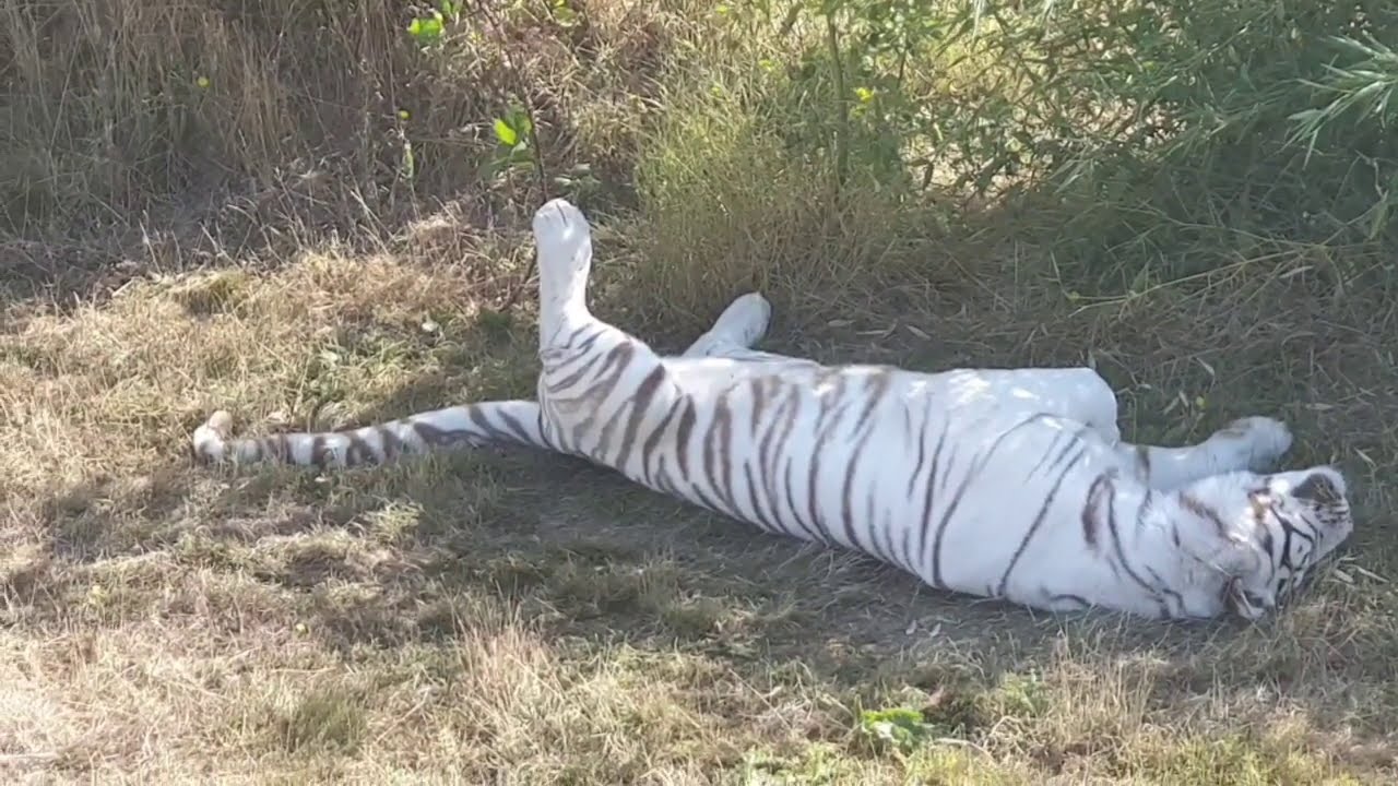 ดูเสือ นางยกขานอนtigre parc des félins  zoologique lumigny สวนสัตว์