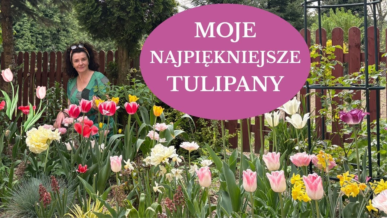 Jak wybrać najlepsze odmiany tulipan&oacute;w do ogrodu - piękne, odporne i bardzo długo kwitnące tulipany
