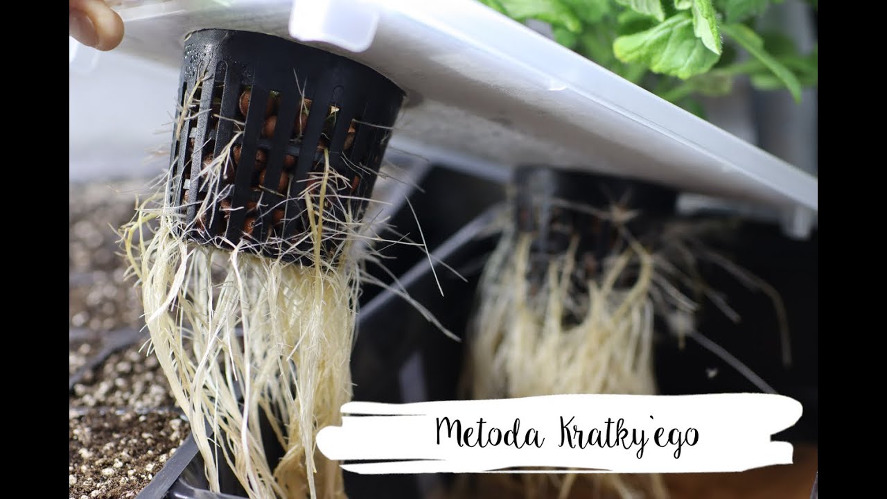 Hydroponika - Metoda Kratky`ego | Kratky Method