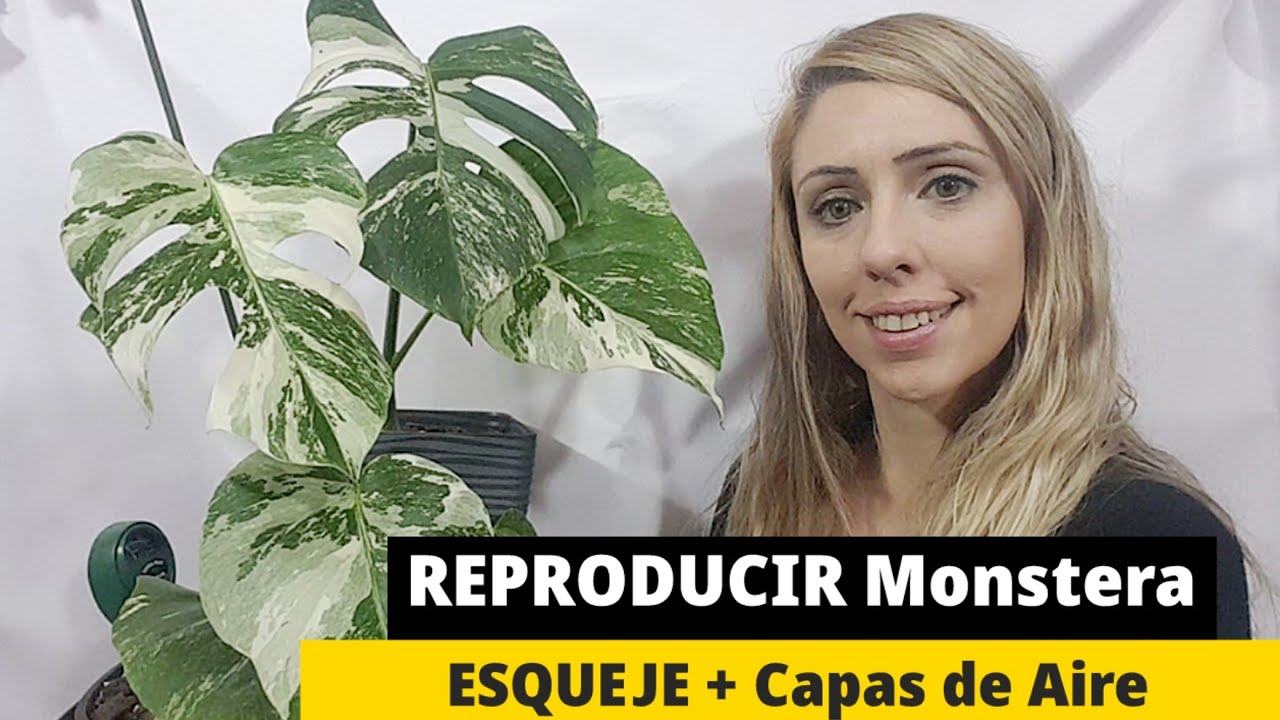 ВОСПРОИЗВЕДЕНИЕ монстера вкусно разнообразить ❤️ Эскизы и СЛОИ Из ВОЗДУХ