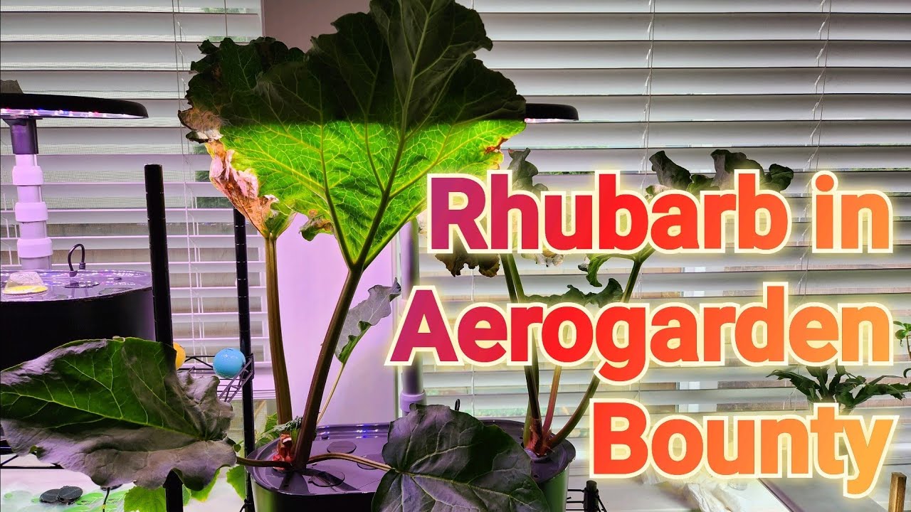 Victoria Rhubarb in Aerogarden Bounty