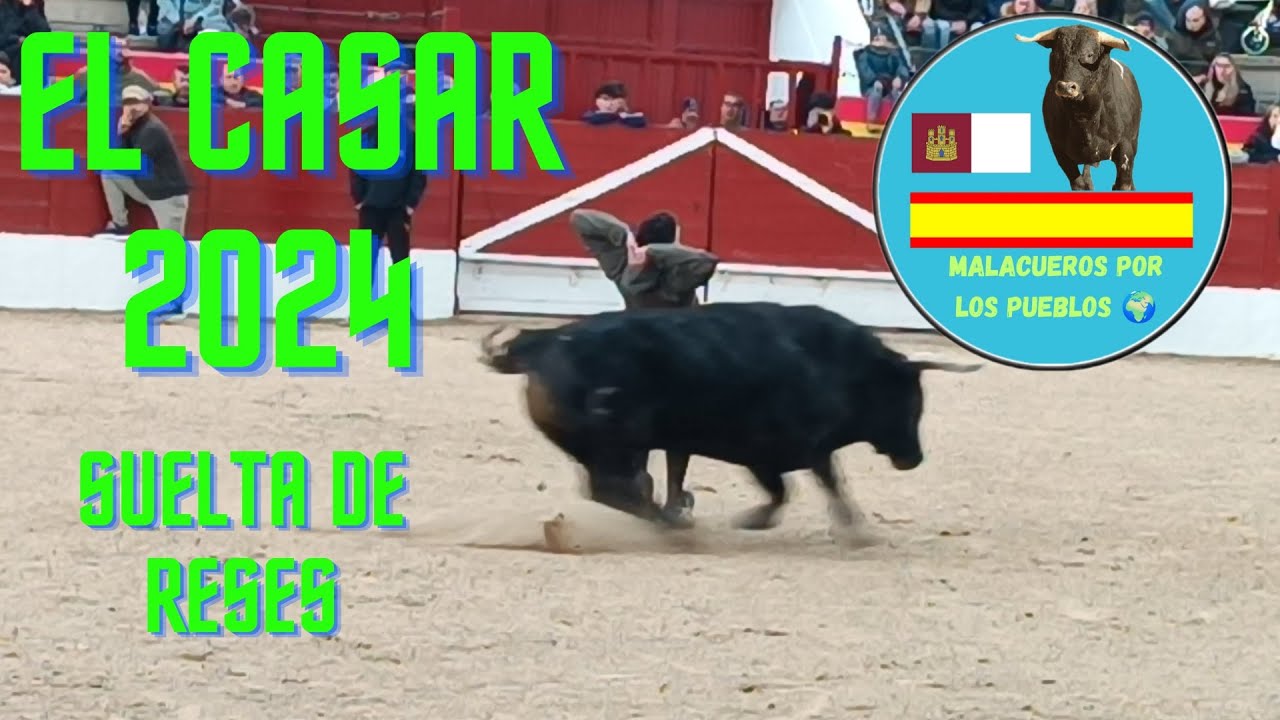 EL CASAR ◾ GUADALAJARA ➡️ SUELTA DE RESES ✅