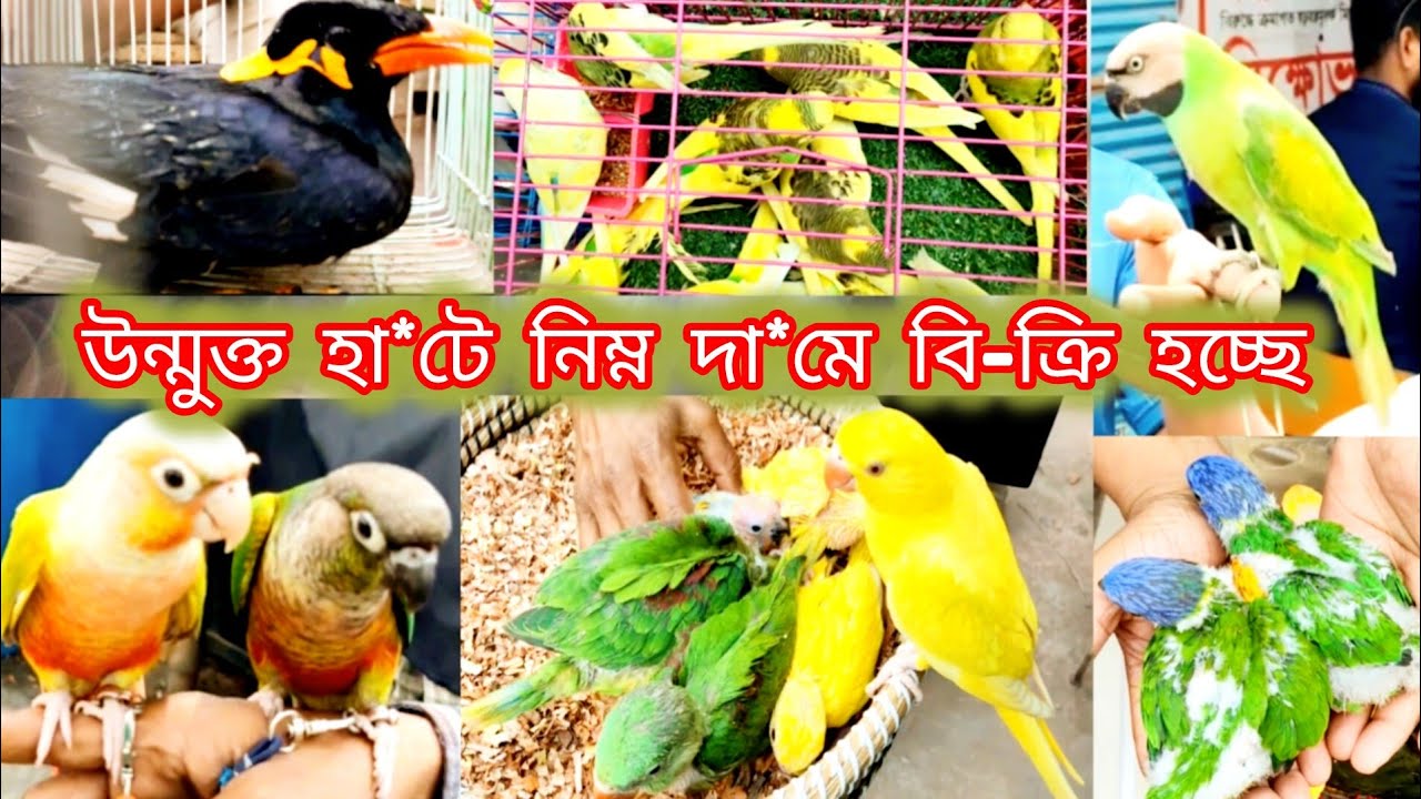উন্মুক্ত হাটে নিন্ম দা*মে বি-ক্রি হচ্ছে চন্দনা টিয়া ময়না লরি সহ আরো অনেক পাখি মিরপুর ১৩ পাখির হাট।