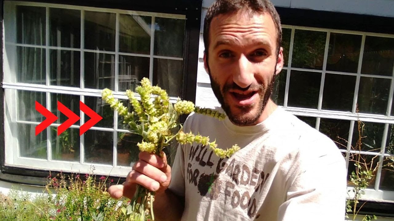 An AMAZING Medicinal Easy-Grow Perennial Herb You've Never Heard Of!