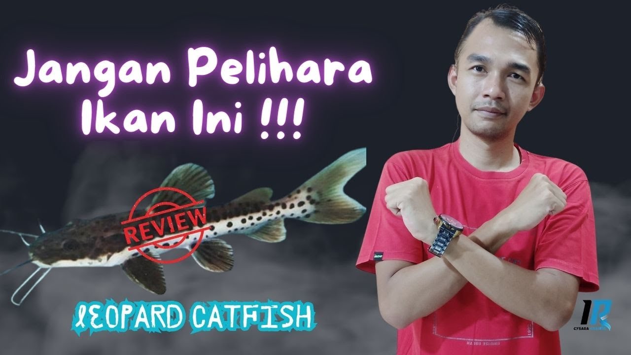 CHECK RIVIEW SEBELUM PELIHARA CATFISH JENIS INI, LEOPARD BANYAK MINUS BY IR CYSARA - IRC018