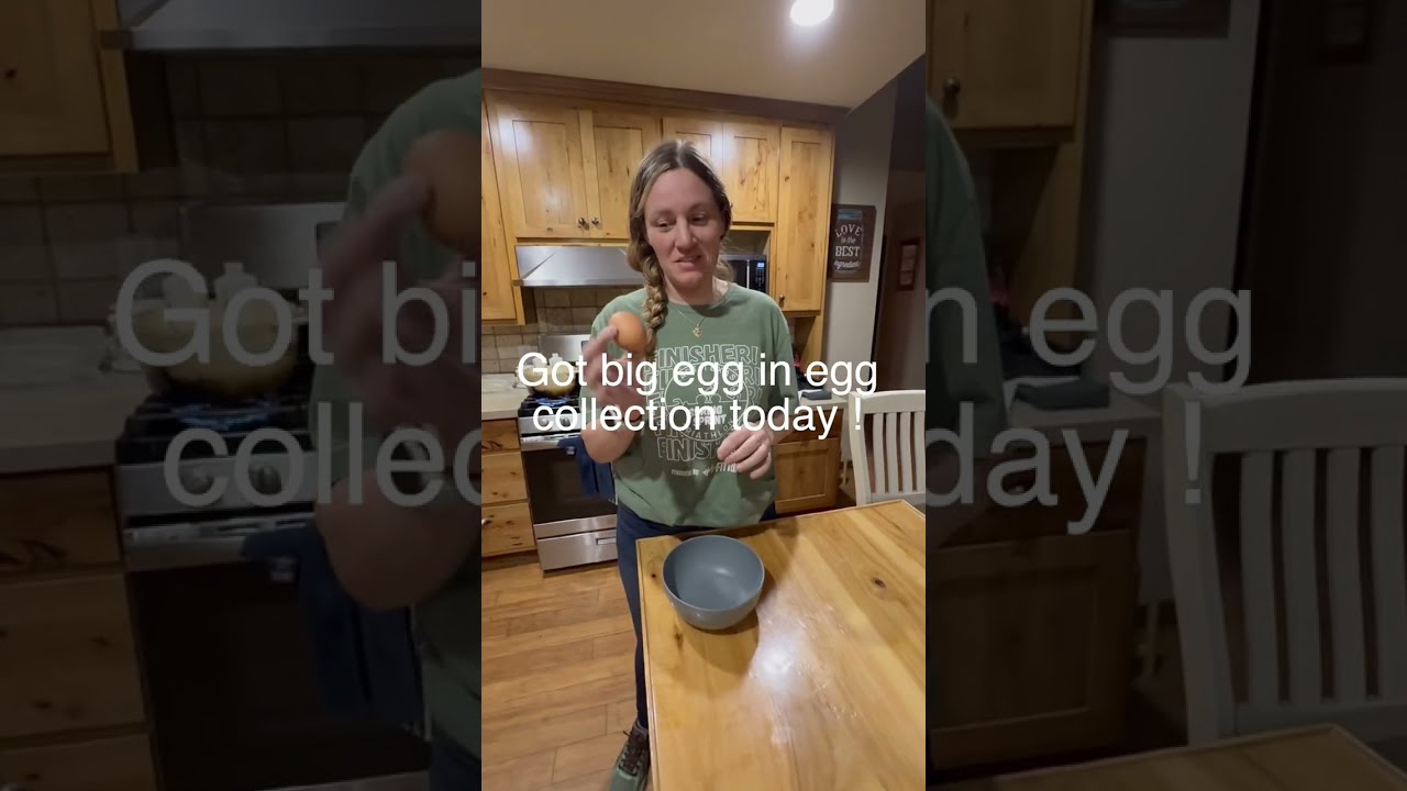 Sonshine  Homestead see egg collection short ! 2/26/26 #chicken #pig #goat #farmlife#farm #homestead