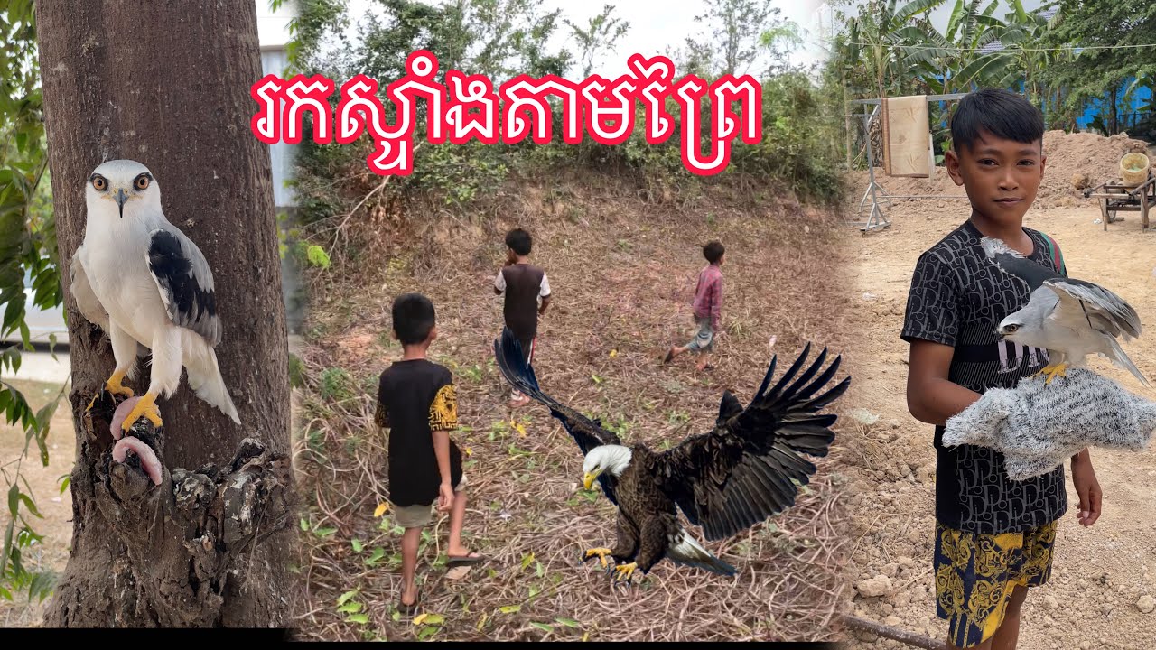 រកស្ទាំង🦅-ចេញរកស្ទាំងតាមព្រៃ