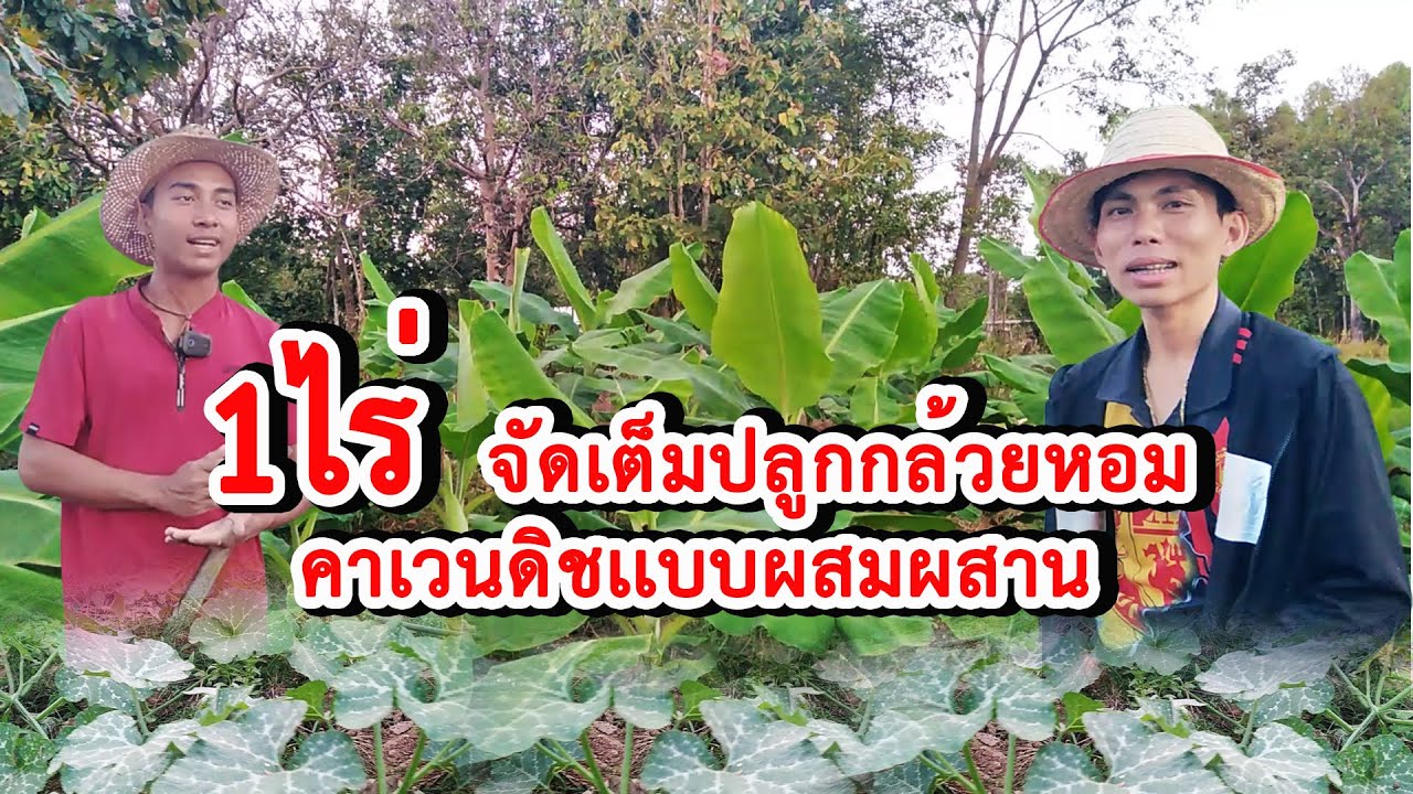 ปลูกกล้วยหอมคาเวนดิช 4 เดือนคืนทุน ทำได้ด้วยหรอ