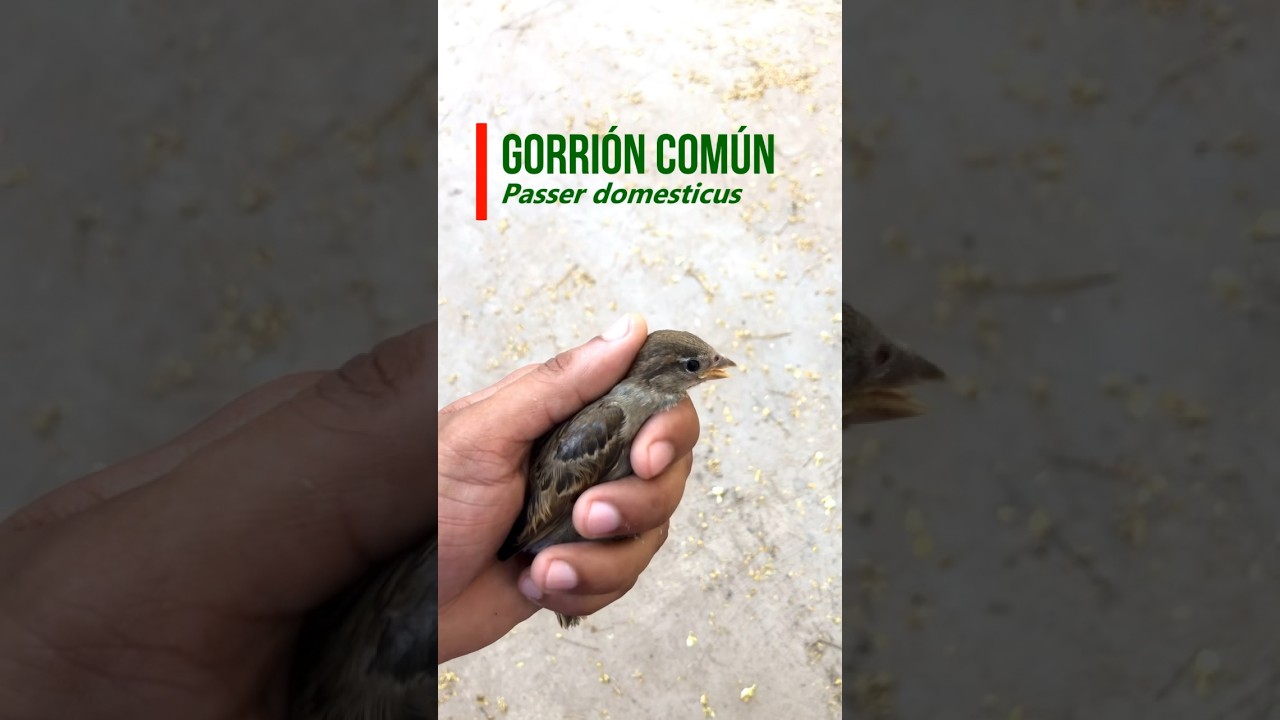 GORRI&Oacute;N COM&Uacute;N (Passer domesticus) 🐦 #gorri&oacute;n #aves #shortvideo