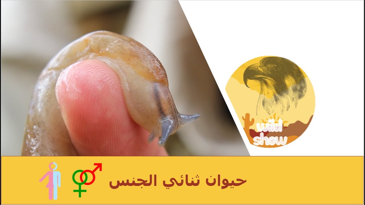 مع فهد التمساح | البزاق - Slug