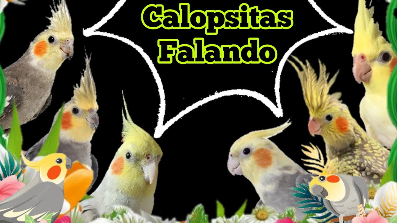 Calopsitas falando e cantando - Treinamento para ensinar calopsita a falar e cantar