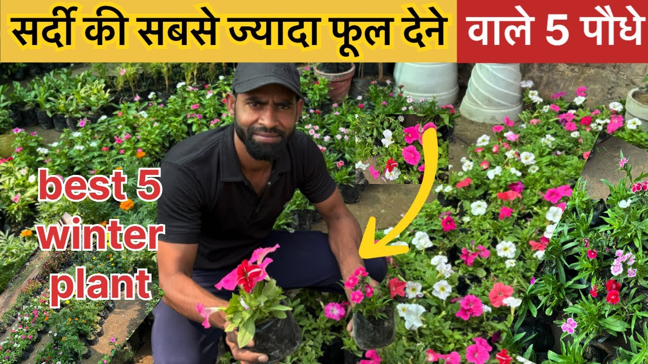 sardiyon ke 5 sabse Jyada Phool Dene Wale yah paudhe lagao | best 5 plant 🌱 ￼