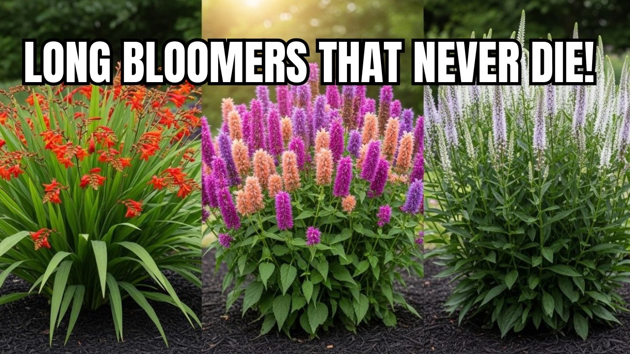 15 Best LONGEST Blooming Perennial Flowers 🌼 Rare Perennials for Nonstop Color Until Frost
