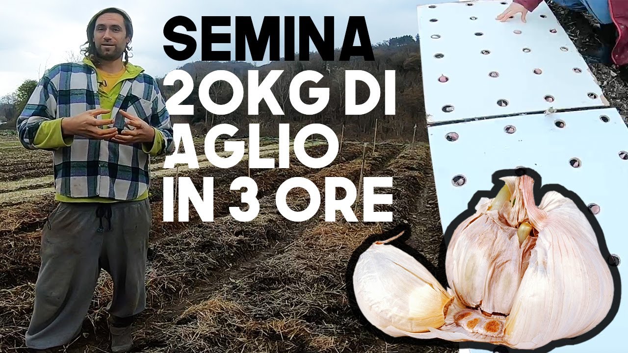 Semina dell'AGLIO con 3 tecniche di gestione del SUOLO