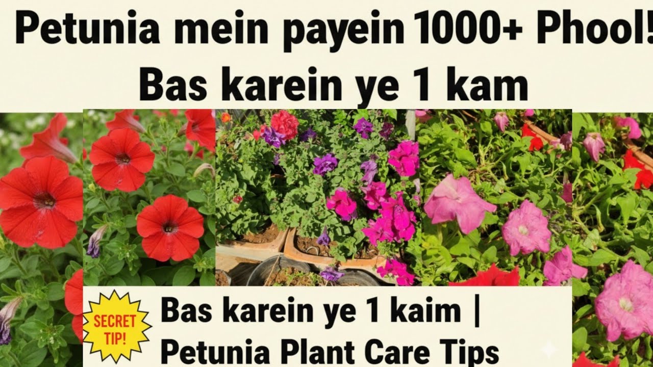 पेटूनिया में पाए हजार फुल बस करें यह काम! |Jyada phool pane ke liye 5 secret Tips 