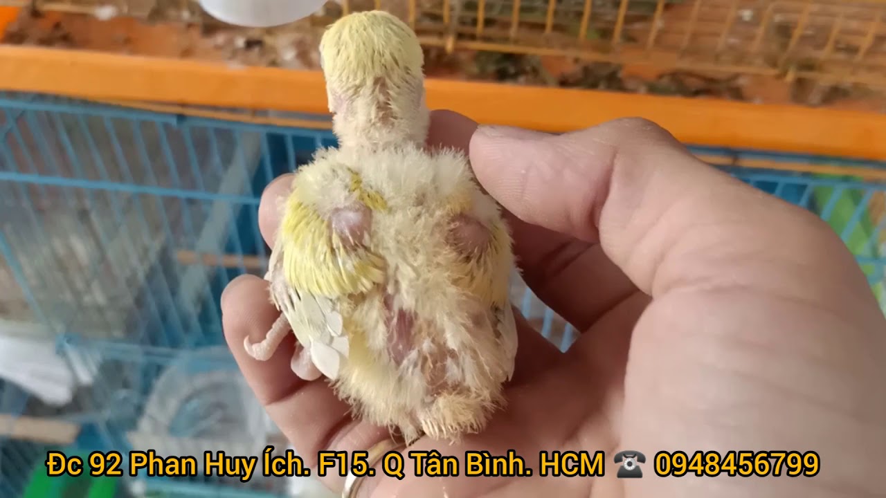 T&aacute;ch 🐦 Vẹt Lovebird Con 🐦 Ra Khỏi Mẹ Để Huấn Luyện Ở Với Con Người ( đ&atilde; g&atilde; hết )