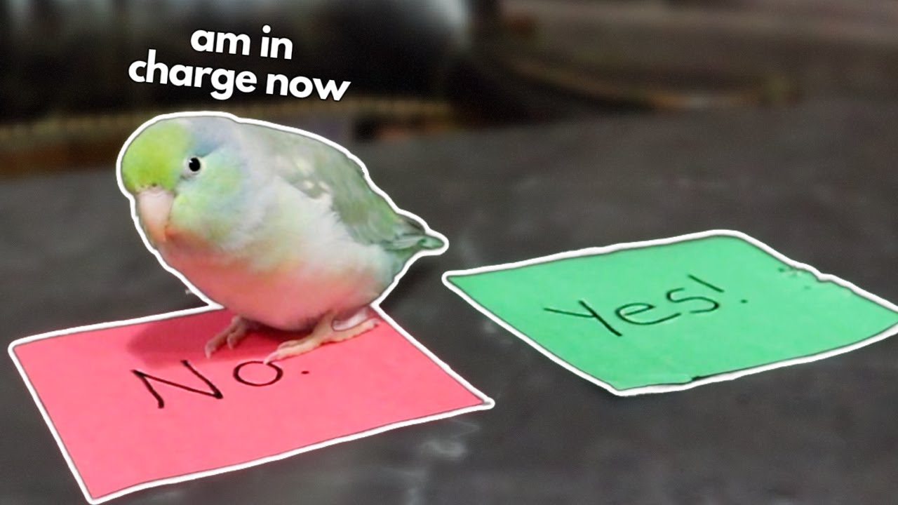 My Parrotlet Chooses Everything I Do for 24 Hours! 🐦