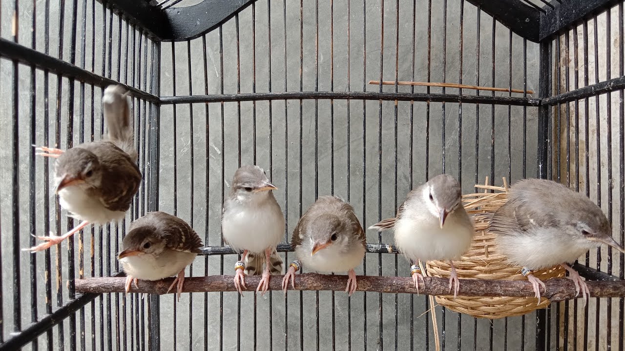 Jual Anakan Burung Ciblek kristal Usia Satu Bulan.Ciblek Asli Tasikmalaya.