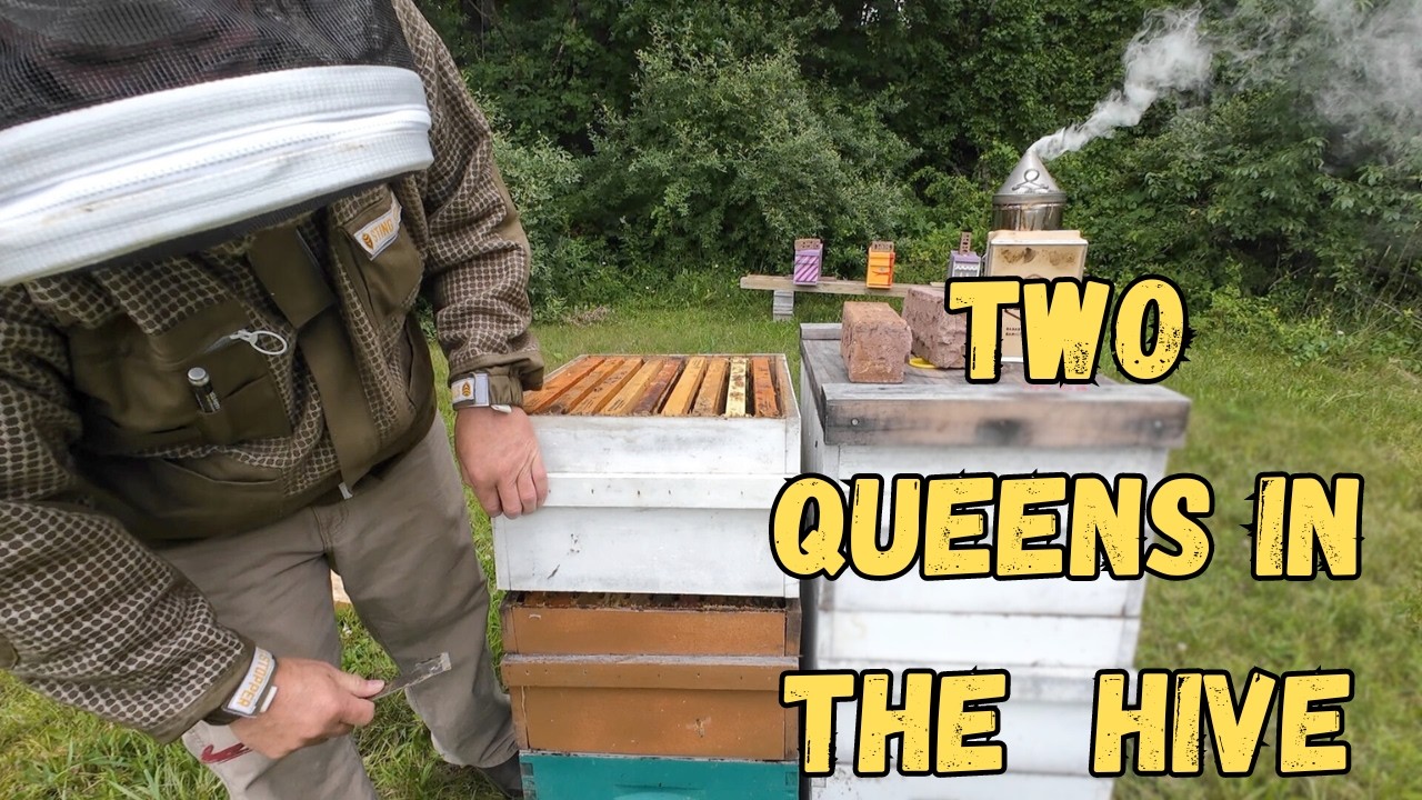 Sometimes you find 2 Queens in the Hive