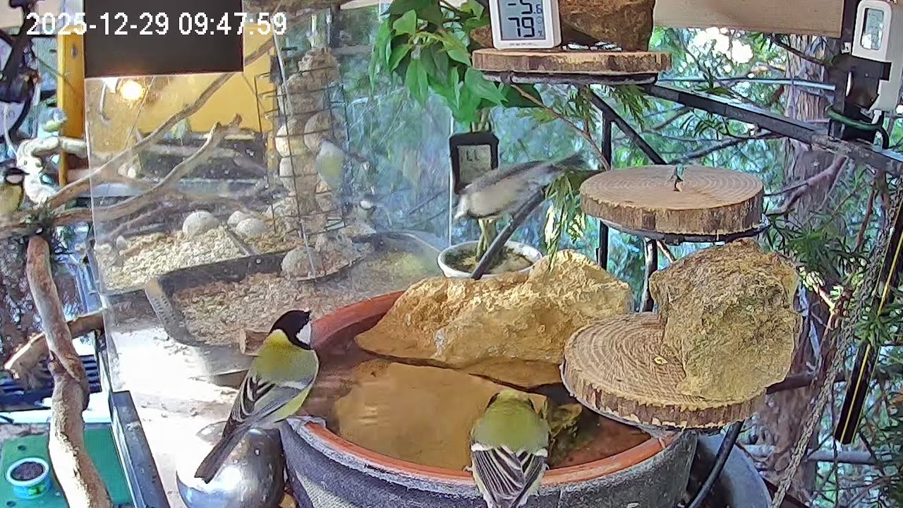 Entspannter Morgen am Vogel-Spa (29.12.2025)