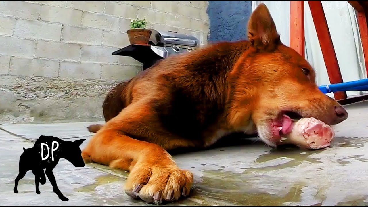 Can dogs eat raw pork? | Raw Fed Dogs