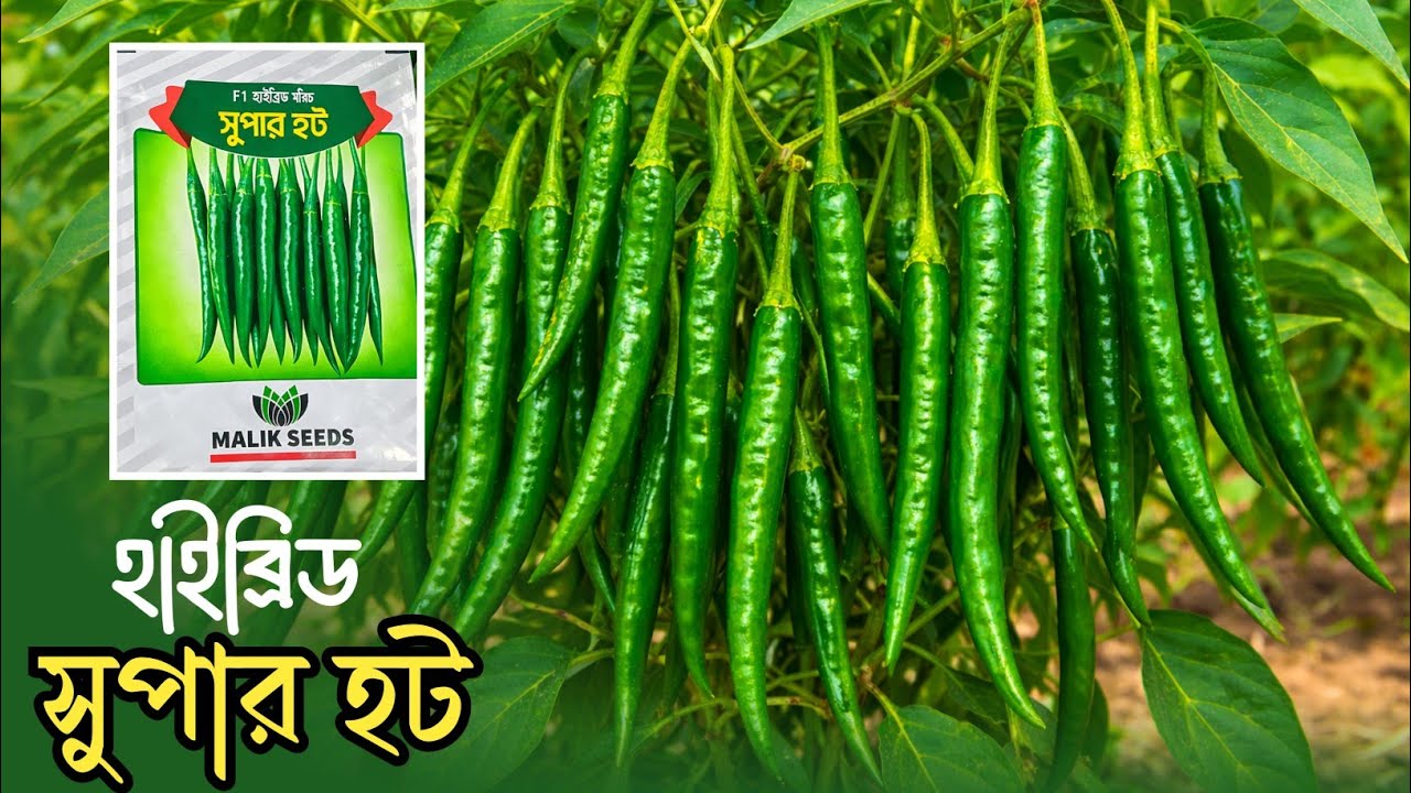 সুপার হট হাইব্রিড মরিচের চারা কিনুন | উন্নত মানের মরিচ চারা সেল হচ্ছে |মাওঃ জামাল উদ্দিন কুড়িগ্রাম 
