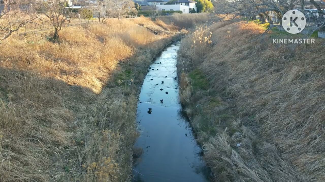 【茂原探訪】今も残る里山の風景📱心に残る小川🌆2026年2月5日