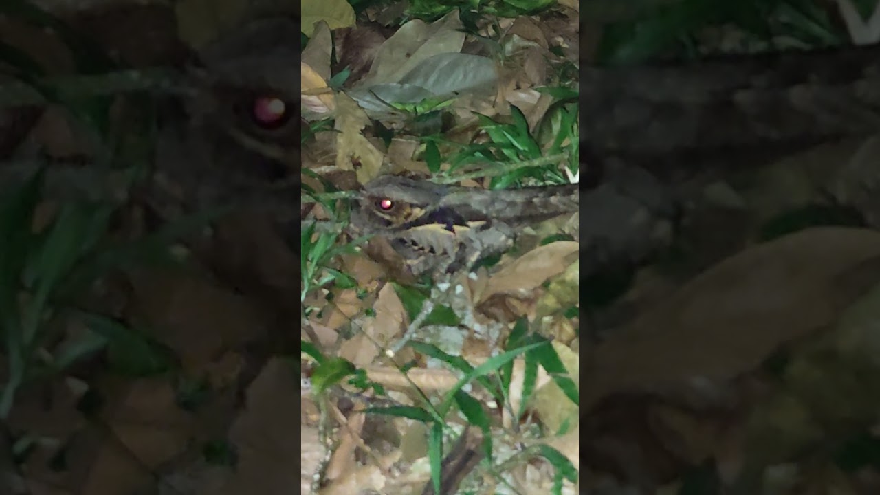 Nightjar or Common Pauraque local bird.