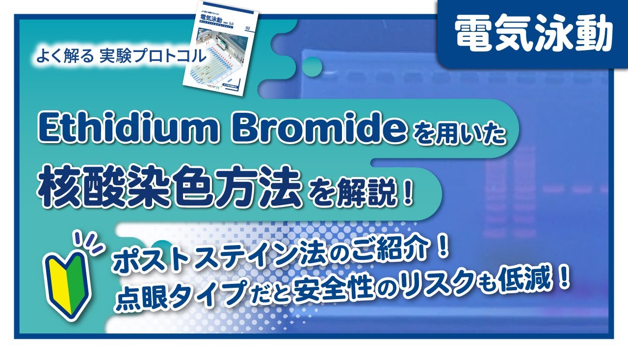 【よく解る実験プロトコル】Ethidium Bromideを用いたポストステイン