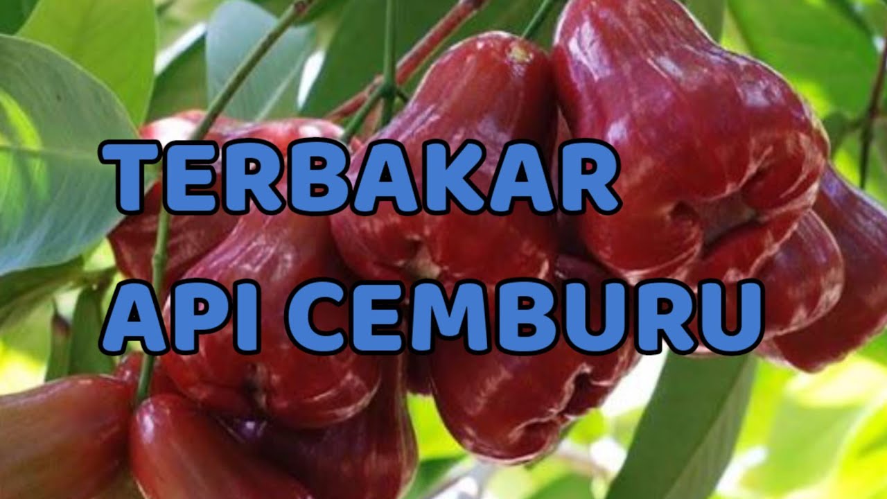 🎆 TERBAKAR API CEMBURU 🎆