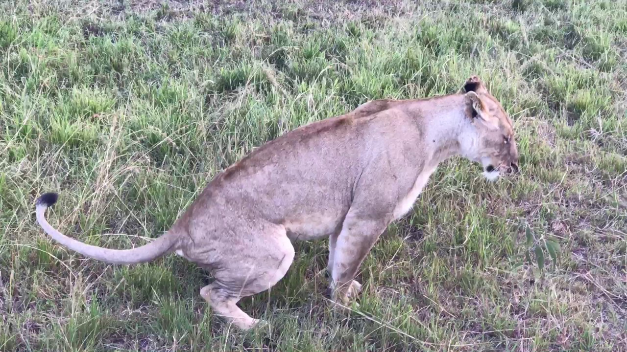 Lion takes a poop