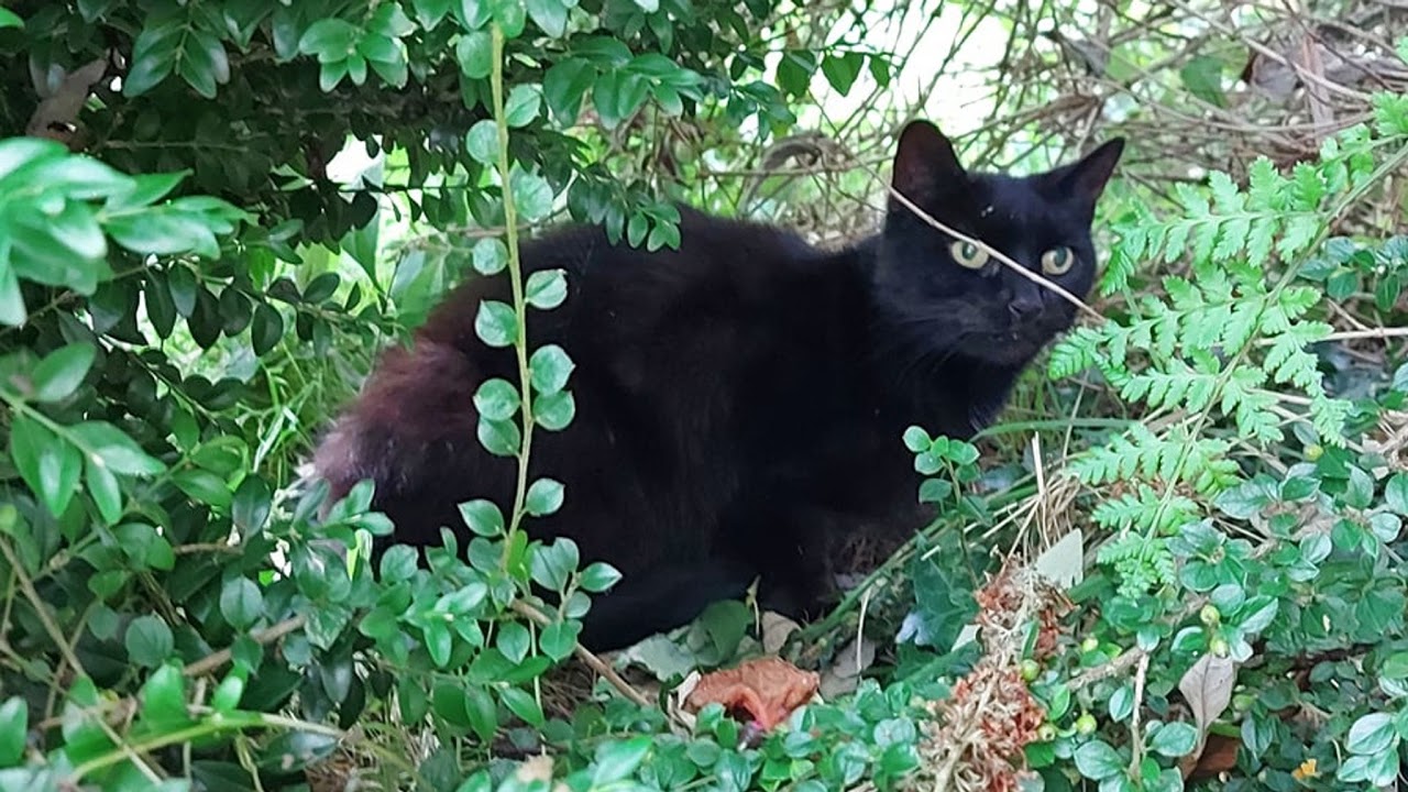 DisACatsABananaz gang beast