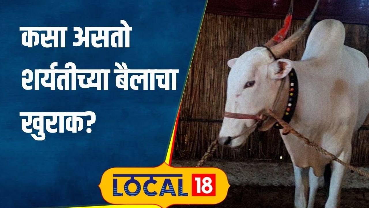 Bailgada Sharyat अनेकांच्या मनातील प्रश्न, शर्यतीत धावणाऱ्या बैलांचा खुराक कसा असतो? #local18