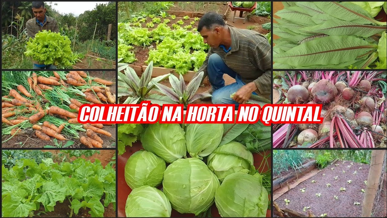 FIZEMOS UM COLHEITÃO EM NOSSA HORTA NO QUINTAL E NOVOS PLANTIOS