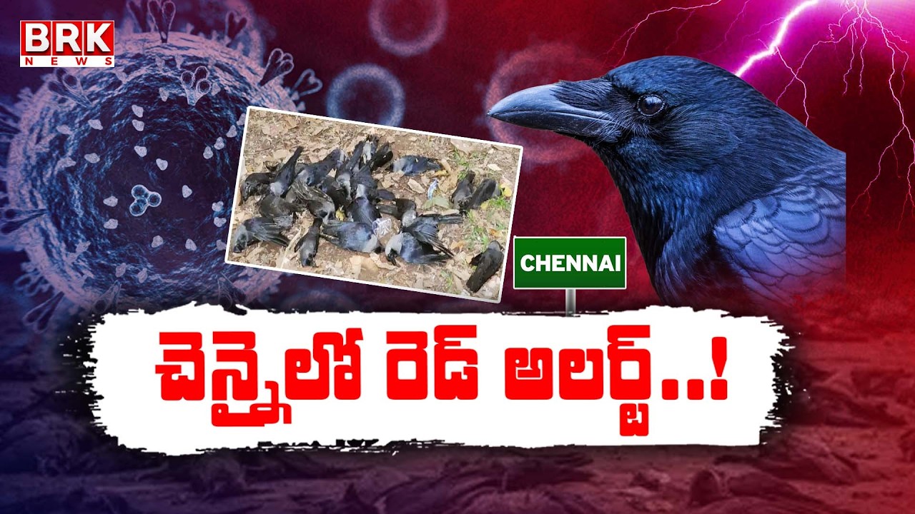 Bird Flu Alert In Chennai: చెన్నైలో రెడ్ అలర్ట్..! What's Happening In Tamil Nadu || BRK News