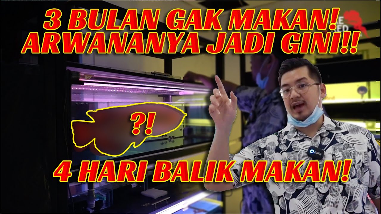 3 BULAN ARWANA INI GAK MAKAN!! APA SOLUSINYA?? 4 HARI UDAH MAKAN LAGI!