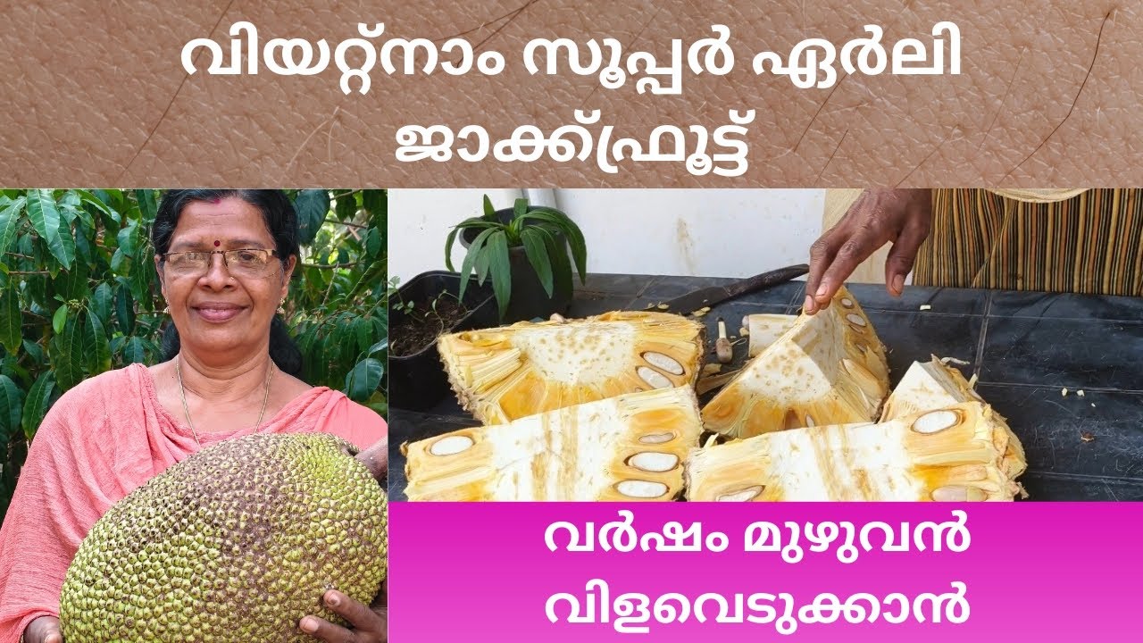 ഇങ്ങനെ വളം കൊടുത്താൽ 