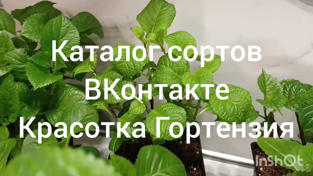 Крупнолистная гортензия скоро зацветёт 🌱 🌺😍